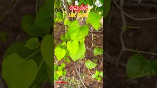 Live Plant  తిప్పతీగ tippateega liveplant garden diabetescare trendingshorts gardening [upl. by Ahola]