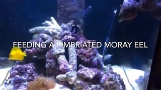 Feeding a Fimbriated moray eel Gymnothorax fimbriatus [upl. by Draw]