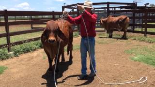 Lowstress halter breaking cattle Rockley Brahmans [upl. by Eekaz]