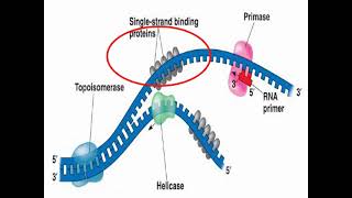 Enzymes of DNA Replication and Synthesis [upl. by Royall]