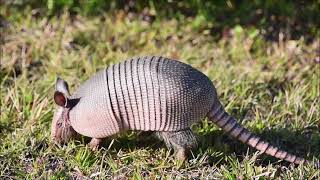 ¿Qué es un Armadillo [upl. by Leanatan]