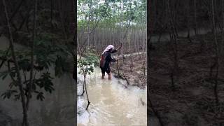 Kebun singkong terendam banjir [upl. by Aisital]