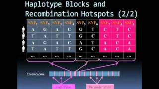 Microarray based SNP genotyping [upl. by Analeh]