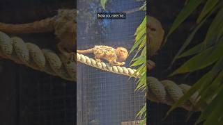 Pygmy marmoset monkey wildlife australia [upl. by Nnaed]