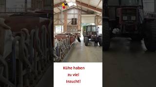 Hybridzucht in Bayern mit Fleckvieh milchviehbetrieb rinderzucht landwirtschaft [upl. by Notna]