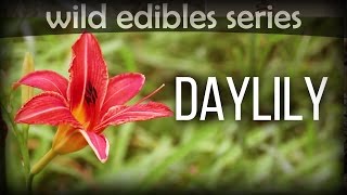 Daylily  Wild Edibles Series [upl. by Sclar434]