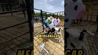 PAHLAWAN Pakai Kostum🐮🤗 videoviral baik sapi [upl. by Hsan470]