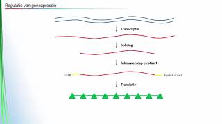 Regulatie van genexpressie [upl. by Sukhum]