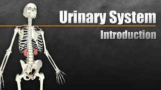 The Urinary System In 7 Minutes [upl. by Krauss]