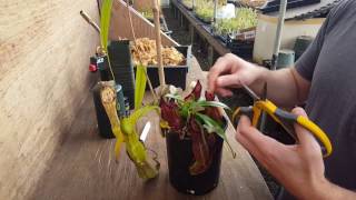 The Ultimate Nepenthes Cutting Guide [upl. by Roper]