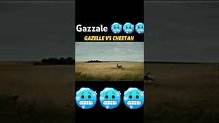 🥶🥶🥶🥶 gazelle cheetay cheetah wildlife viralvideo trending animals [upl. by Johnston34]