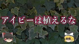 アイビーを庭に植えてはいけない理由【ゆっくり解説】 [upl. by Philip]