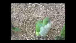 MONK PARROT BREEDING FARM Ltda [upl. by Murtagh]