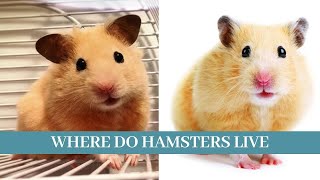 Where do hamsters live  Where do hamsters live in the wild  Do hamsters still live in the wild [upl. by Nnaik459]