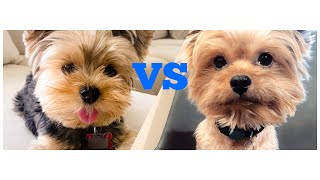 Yorkie vs Yorkie Poo Whats the difference [upl. by Nalyorf551]