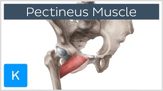 Pectineus Muscle  Origin Insertion Function amp Innervation  Anatomy  Kenhub [upl. by Wise]