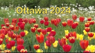 Festival del Tulipán y Museo en Ottawa 2024 [upl. by Alyahs970]