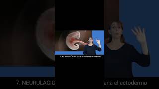 ETAPA 7 NEURULACIÓN DESARROLLO EMBRIONARIO HUMANO EN LENGUA DE SEÑAS ciencias biologia señas [upl. by Ailahtan]