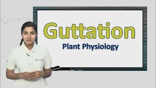 Know more about Guttation NEET Botany XI Plant Physiology [upl. by Brubaker]