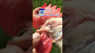 Use of Petroleum Jelly for Poultry Birds in Winter  Helping Chickens to Stay Warm  Dr ARSHAD [upl. by Aivatnuahs489]