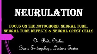 PRIMARY NEURULATION amp NEURAL TUBE DEFECTS [upl. by Ianthe621]