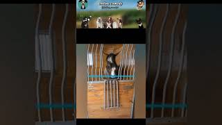 Funny Animal Videos 2024 😂😂  Funniest Dogs and Cats Videos 🤣 Part 13 [upl. by Ladnyk429]