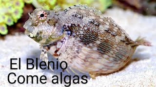 Blenio come algas salarias fasciatus un pez corta cesped para el acuario marino 👍👍 [upl. by Ebeneser]