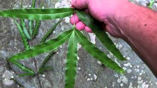 Japanese fern hunt the brake ferns genus Pteris [upl. by Orten]