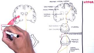 Introduction to Upper and Lower Motor Neuron Lesions [upl. by Assirialc]