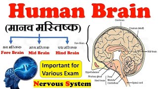 Human Brain Class11th Biology  Types of Brain and Parts of Brain [upl. by Nraa323]