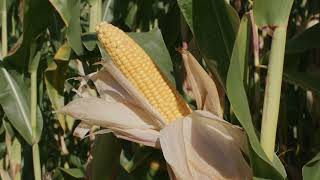 Introducing Dekalb Maize [upl. by Ruthi]