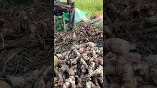 Galangal🌱 satisfying agriculture [upl. by Clarine]