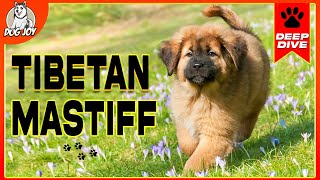 The World of TIBETAN MASTIFFS A Complete Guide to the Breed [upl. by Bywoods]