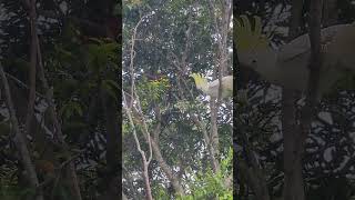 Contretemps between a ringtailed possum and sulphur crested cockatoo in our tree [upl. by Huberman]