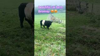 Beautiful UK farm Bramley Hamshire  😍😍 animals cows farming jayaboomi travel [upl. by Salvador]