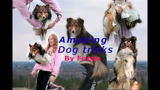 120 Amazing dog tricks by shetland sheepdog Focus [upl. by Elleined]