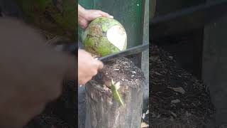 Fantastic coconut cutting style cocunut shorts satisfying desiccatedcoconut fruit fypシ゚viral [upl. by Trager582]