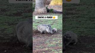 Timons amp Pumba real life music funny [upl. by Coheman]