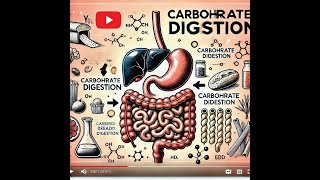 Carbohydrate digestion [upl. by Simonsen]