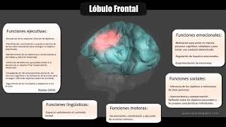 Neurodeporte  Lóbulo Frontal  Funciones [upl. by Rind]