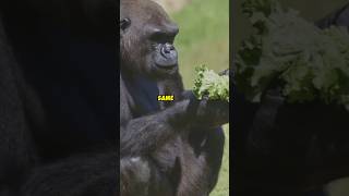 Gorillas sing while eating [upl. by Arda]