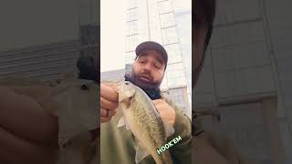 High 5 On the Ned rig minnow crawl TRD Downtown Chicago River Bass 🎣 [upl. by Arline]