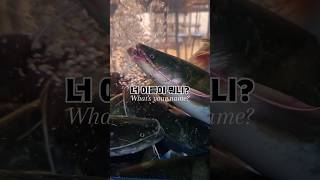 수족관의 생물들 메기Silurus asotus 장어Eel 동자개빠가사리Korean bullhead [upl. by Notnirb]