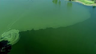 Harmful algal bloom reported in Ford Lake in Ypsilanti heres what to know [upl. by Edy]