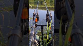 carpfish fishing carpy bigcarp commoncarp carps everythingcarpfishing bassfishing [upl. by Lynnet895]