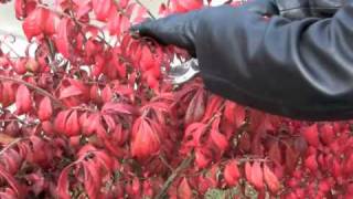 Prunethis How to prune colorful shrubs like Burning Bush [upl. by Sev]