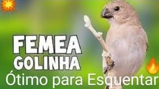 💥FÊMEA DE GOLINHA TOP PARA ESQUENTAR 🔥💨👍 [upl. by Aifoz541]