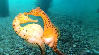 Stunning Video Captures Moment Seahorse Transfers Eggs to Her Partner [upl. by Albertson17]