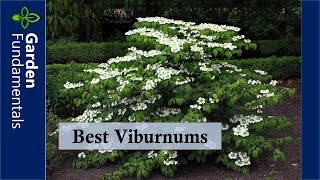 Best Viburnums and How to Avoid the Viburnum Beetle [upl. by Enait]