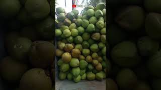 West Bengal Wholesale Coconut Mandi Tender Coconut Wholesale Buisnessbusinessideascoconutexport [upl. by Eek]